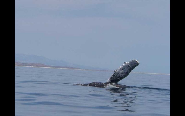 La ballena jorobada sigue siendo una especie en peligro de extinción. ESPECIAL  /