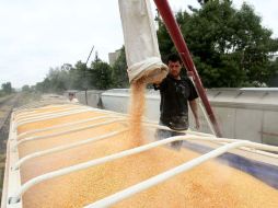 Una baja en la producción de maíz blanco nacional podría incidir en la importación del grano estadounidense amarillo.  /