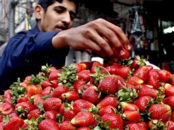 La producción de fresas se contempla entre los objetivos del proyecto. ARCHIVO  /