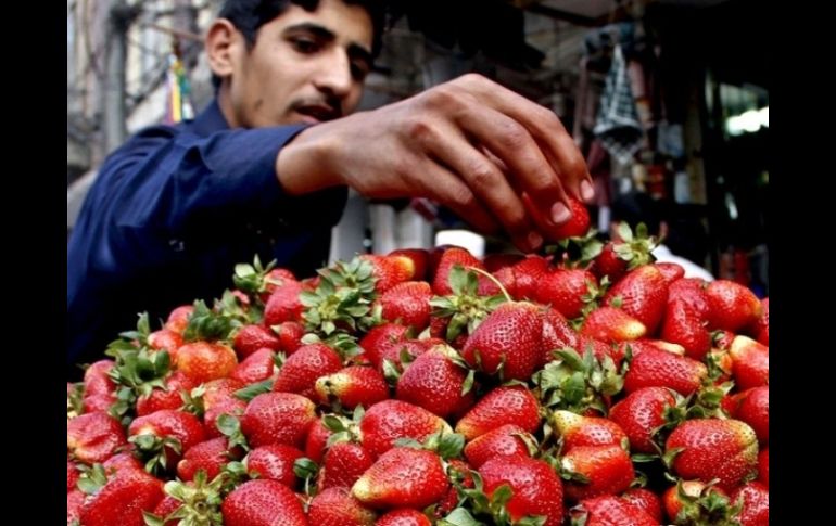 La producción de fresas se contempla entre los objetivos del proyecto. ARCHIVO  /