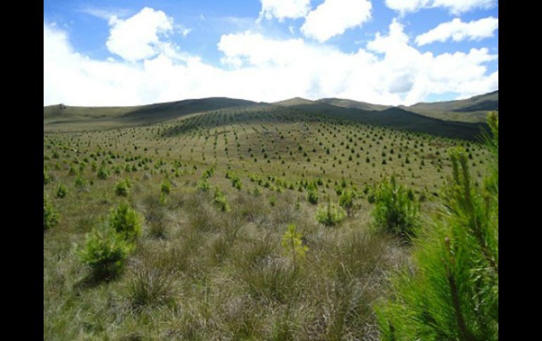 También la ley fomenta la participación de la sociedad en la vigilancia del cumplimiento de la legislación ambiental. ESPECIAL  /