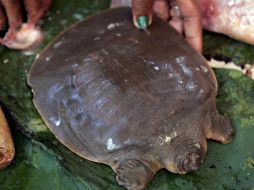 La tortuga fue capturada en el río Mekong y puede ser vendida por 10 dólares. EFE  /