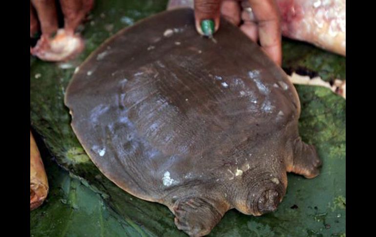 La tortuga fue capturada en el río Mekong y puede ser vendida por 10 dólares. EFE  /