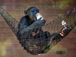 Aseguran que el problema es que los chimpancés que aparecen en los anuncios son jóvenes y la gente los ve como mascotas. EFE  /