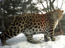 El descenso del felino es causado por la caza furtiva y los daños medioambientales de su hábitat. ESPECIAL  /