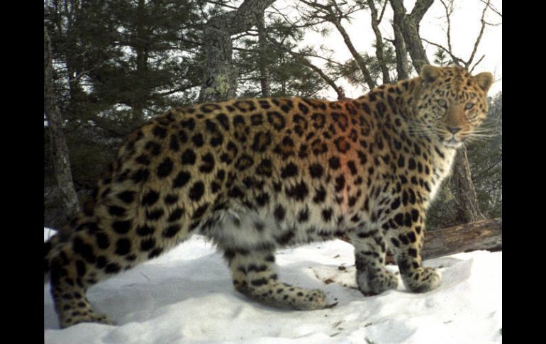 El descenso del felino es causado por la caza furtiva y los daños medioambientales de su hábitat. ESPECIAL  /