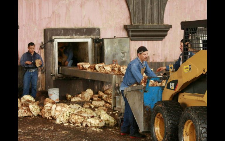 Trabajadores de empresa tequilera, durante el proceso de elaboración del producto.  /