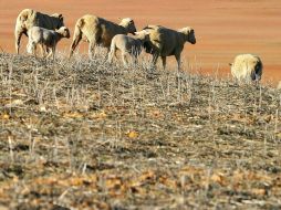 Existe una ley biológica, llamada norma de Bergmann, según la cual los animales aumentan de tamaño con el enfriamiento del clima. EFE  /