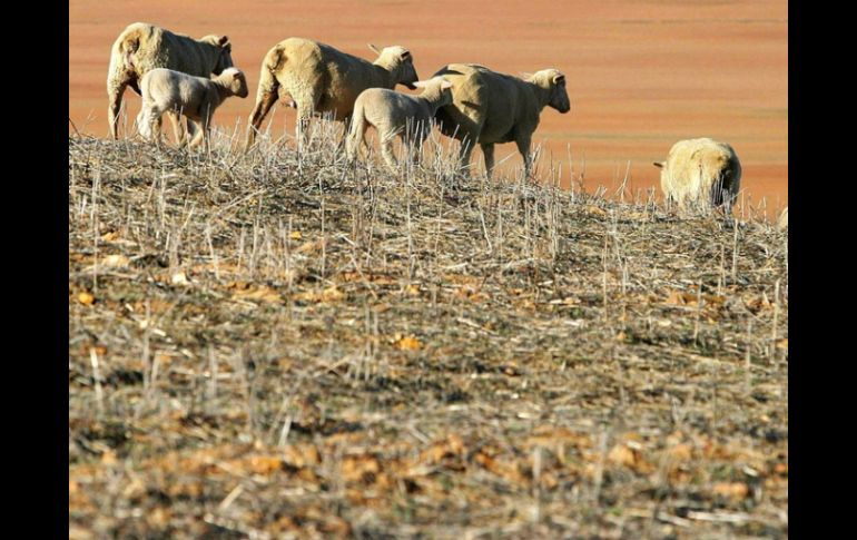 Existe una ley biológica, llamada norma de Bergmann, según la cual los animales aumentan de tamaño con el enfriamiento del clima. EFE  /