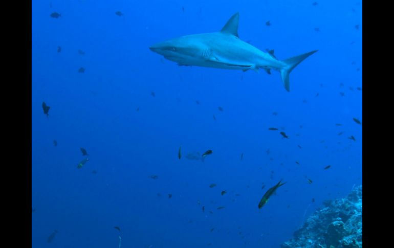 El ministro de Pesca, Norman Moore, previó nuevas regulaciones. ARCHIVO AFP  /