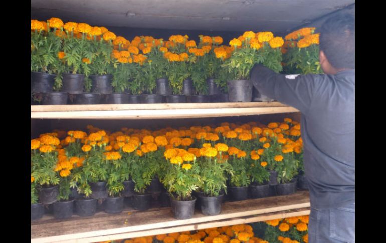 Esta flor se usaba con fines rituales, medicinales y de pigmento de ropa.  /