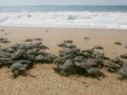 Los parques Orissan y Bhitarkanika son las principales zonas, en la India, para ubicar a este animal amenazado.  /