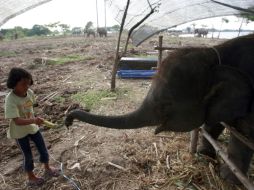 Una niña le da de comer un plátano a uno de los siete paquidermos de menos de cuatro años. AP  /