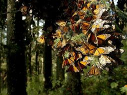 La mariposa monarca ha sido declarada Patrimonio de la Humanidad por la UNESCO.  /