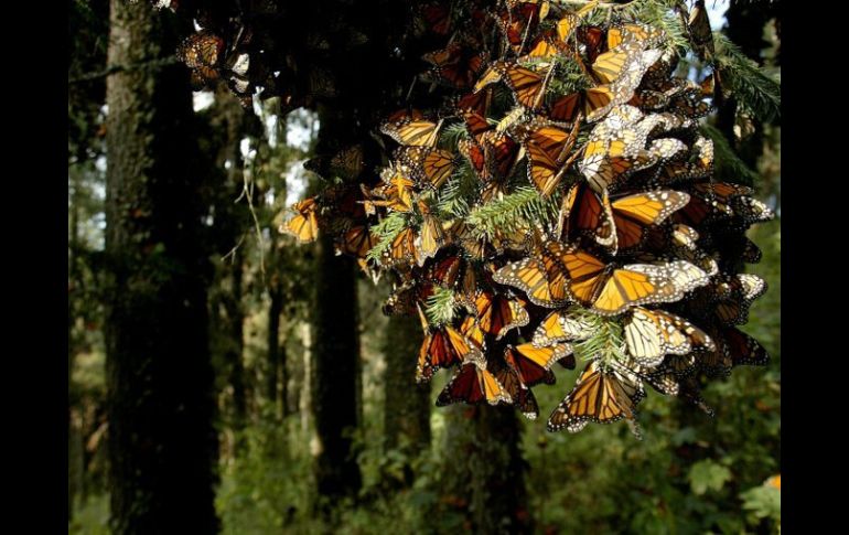 La mariposa monarca ha sido declarada Patrimonio de la Humanidad por la UNESCO.  /