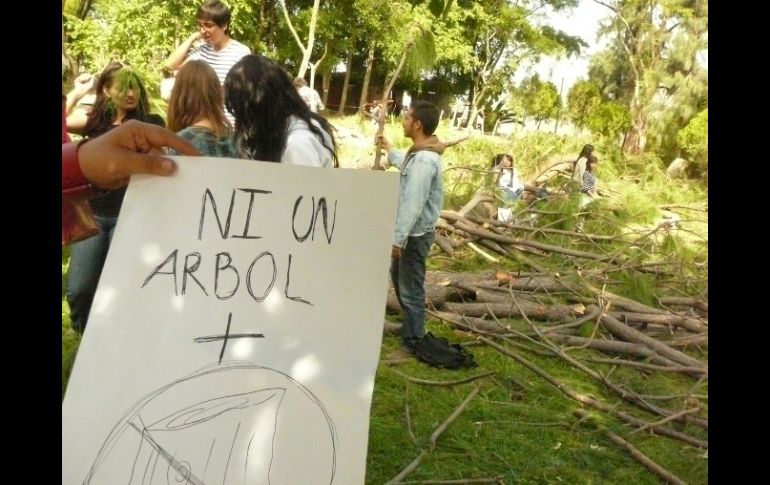 Desde el pasado fin de semana han sido talados 250 ejemplares de añejos pinos, jacarandas y eucaliptos. ESPECIAL  /