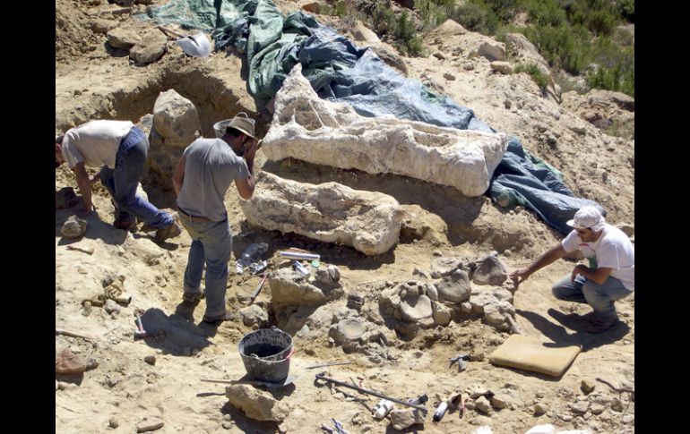 El descubrimiento también indica que los dinosaurios jóvenes permanecieron en el nido en las etapas tempranas. ARCHIVO  /