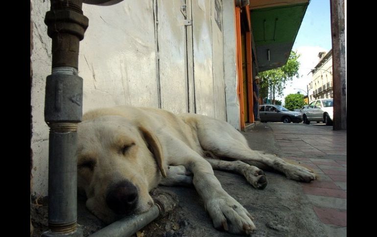 Sólo en Bucarest viven, según cálculos oficiales, cerca de 70 mil perros callejeros.  /