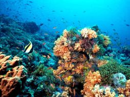 Cabo Cortés posee el único arrecife de coral del Golfo de California por lo que es considerado patrimonio natural de la humanidad.  /