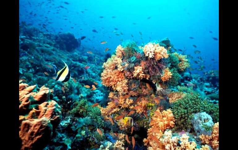 Cabo Cortés posee el único arrecife de coral del Golfo de California por lo que es considerado patrimonio natural de la humanidad.  /