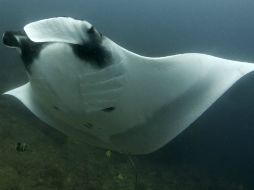 En la imagen, una Giant Manta Ray Manta birostris, especie amenazada. EFE  /