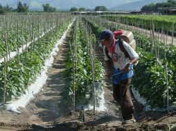 Causa efectos negativos para las importaciones de granos y oleaginosas que realiza el país.  /