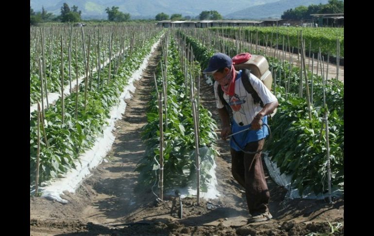 Causa efectos negativos para las importaciones de granos y oleaginosas que realiza el país.  /