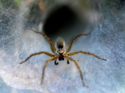 La investigación apunta a que las innovaciones evolutivas desde la tela orbicular ancestral surgieron de manera independiente. AFP  /