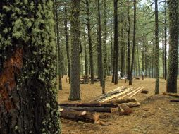 La deforestación priva a millones de bienes y servicios forestales para la alimentación, economía y salud ambiental. ARCHIVO  /