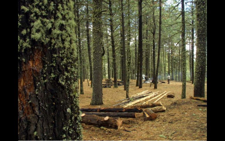 La deforestación priva a millones de bienes y servicios forestales para la alimentación, economía y salud ambiental. ARCHIVO  /