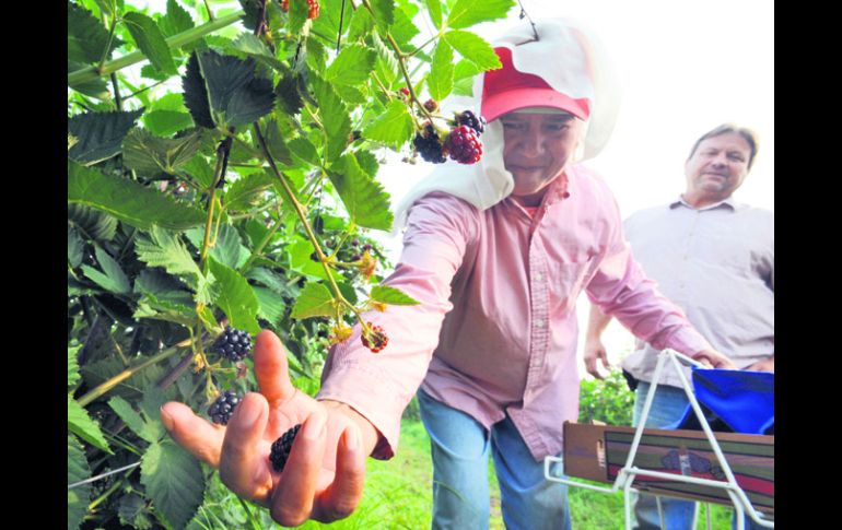 Alrededor de 12 millones de mexicanos, la mitad indocumentados, trabajan en EU y envían remesas a México. ARCHIVO  /