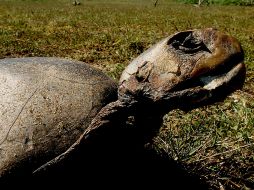 Alianza entre todos los participantes para preservar a las tortugas.  /