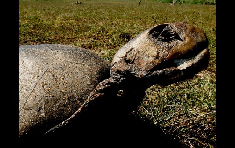 Alianza entre todos los participantes para preservar a las tortugas.  /