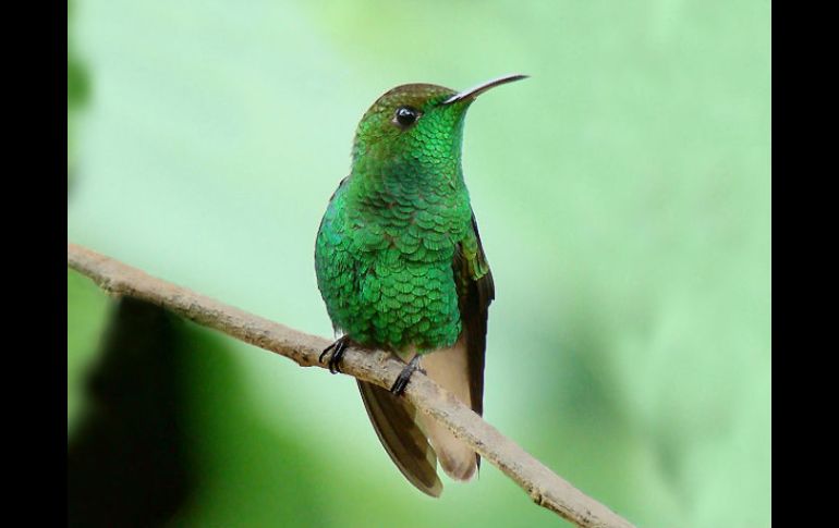 El proyecto abarca mil 993 hectáreas en el Refugio de Vida Silvestre Hábitat del Colibrí Esmeralda Hondureño. ESPECIAL  /