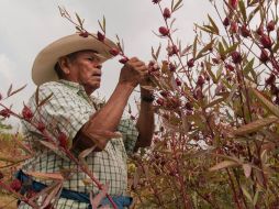 El cuerpo de Trinidad de la Cruz fue encontrado este miércoles en Aquila, Michoacán, luego de haber sido privado de su libertad. NTX  /