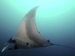 Las mantarrayas gigantes son uno de los habitantes más misteriosos del océano. EFE  /