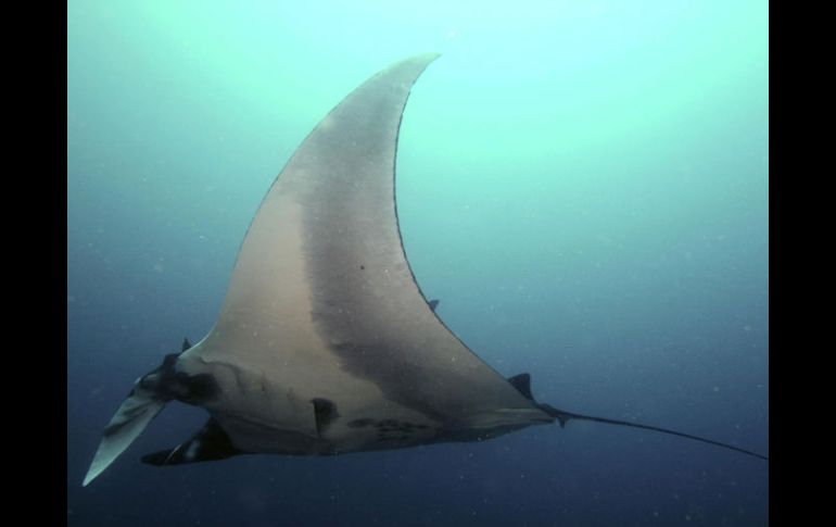 Las mantarrayas gigantes son uno de los habitantes más misteriosos del océano. EFE  /