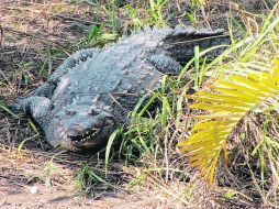 Las autoridades rechazan que haya alarma por la presencia de los reptiles. EL UNIVERSAL  /