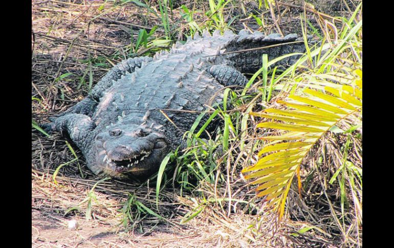 Las autoridades rechazan que haya alarma por la presencia de los reptiles. EL UNIVERSAL  /