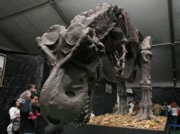 La exhibición ''Dinosaurios Animatronics'' forma parte de los festejos por el 470 aniversario de Guadalajara.  /