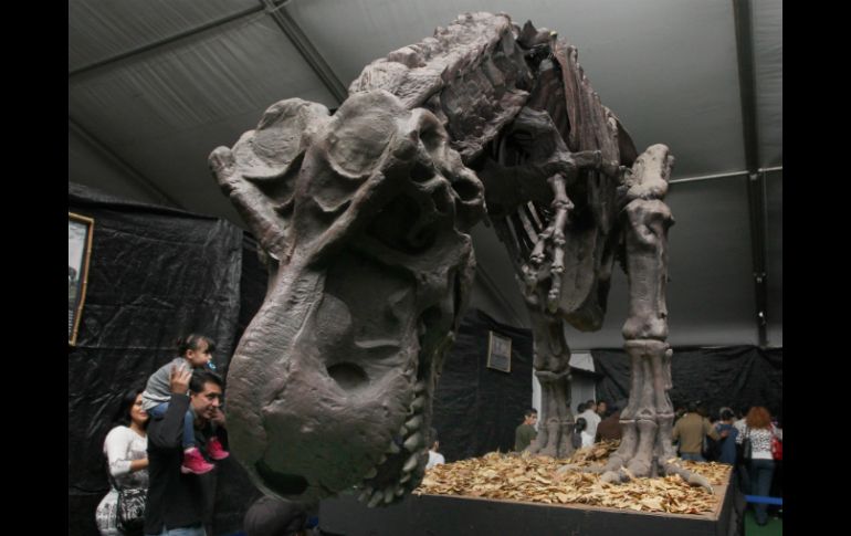 La exhibición ''Dinosaurios Animatronics'' forma parte de los festejos por el 470 aniversario de Guadalajara.  /