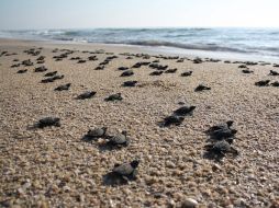 México es hogar de distintas variedades de tortuga como la verde, carey, caguama, blanca, negra y laúd. EFE  /