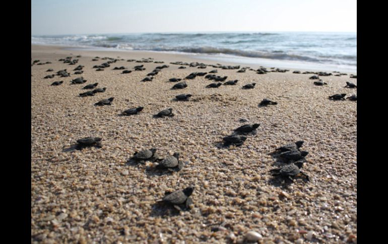 México es hogar de distintas variedades de tortuga como la verde, carey, caguama, blanca, negra y laúd. EFE  /