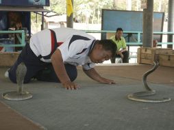 Un nativo de de Ban Kok Sanga participa en el peligroso espectáculo de baile con cobras. EFE  /