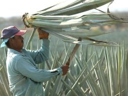 Casados Arregoitia, resalta la necesidad de fortalecer la cadena productiva, lo que supone enfrentar varios puntos críticos del sector.  /