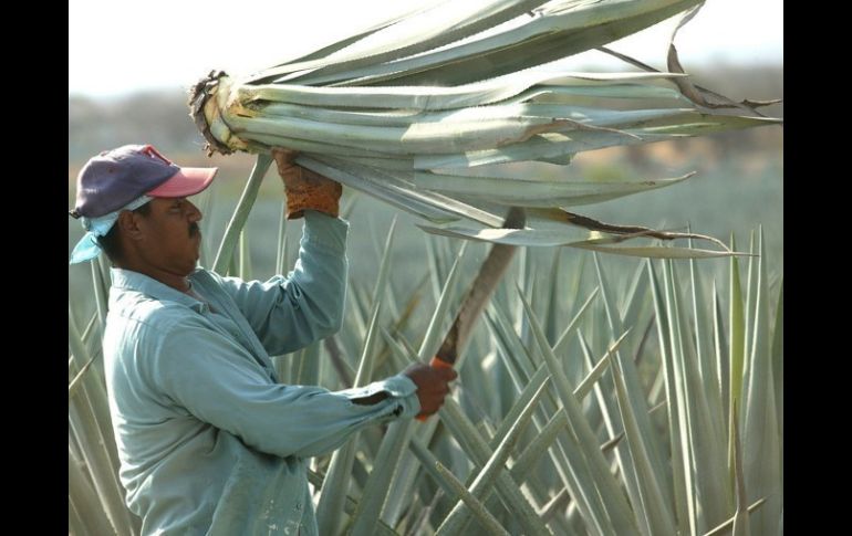 Casados Arregoitia, resalta la necesidad de fortalecer la cadena productiva, lo que supone enfrentar varios puntos críticos del sector.  /