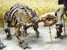 Esqueleto de un Glosoterio joven que se encuentra en el Museo de Ciencias Naturales de La Plata. ESPECIAL  /