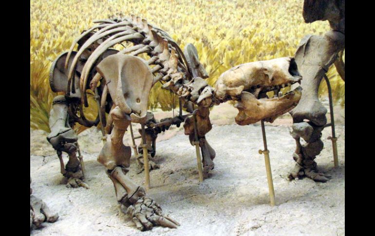 Esqueleto de un Glosoterio joven que se encuentra en el Museo de Ciencias Naturales de La Plata. ESPECIAL  /