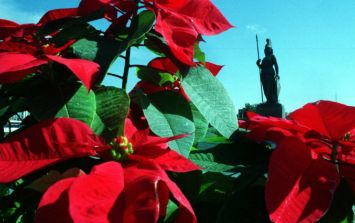 Es la Flor de Nochebuena patrimonio natural y cultural de México | El  Informador