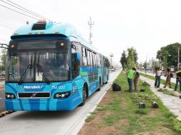 El municipio tendrá que cubrir el costo de diez mil 500 árboles que se plantaron en el corredor de la Línea 1 del Macrobús.  /